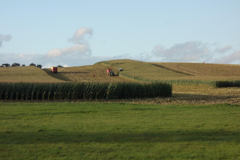 DSC00317.jpg