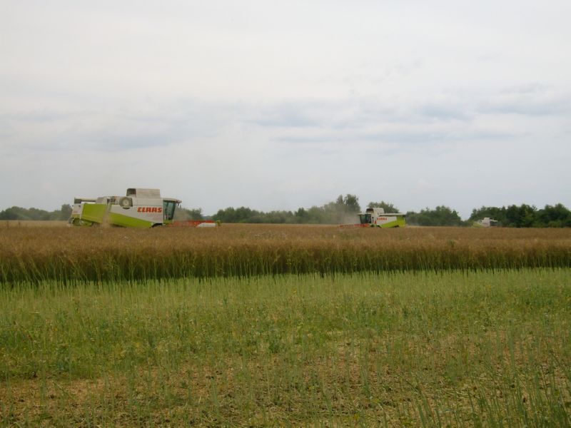 IMGP6988.jpg