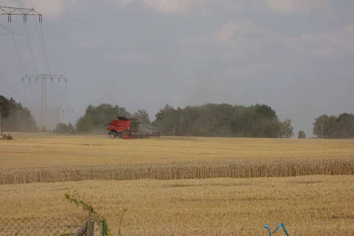 DSC08894.jpg