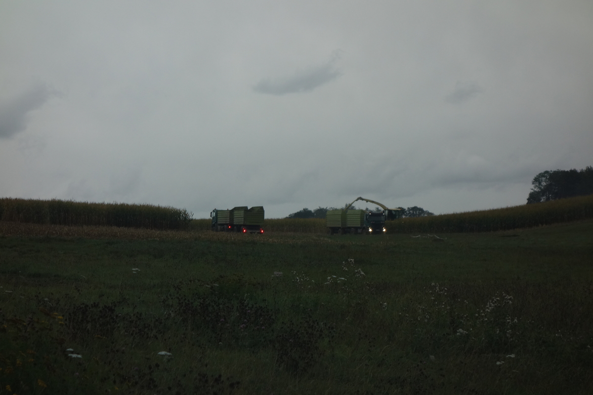 DSC09754.jpg