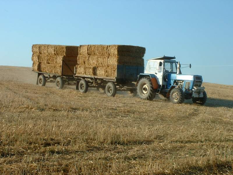 zt_303.jpg