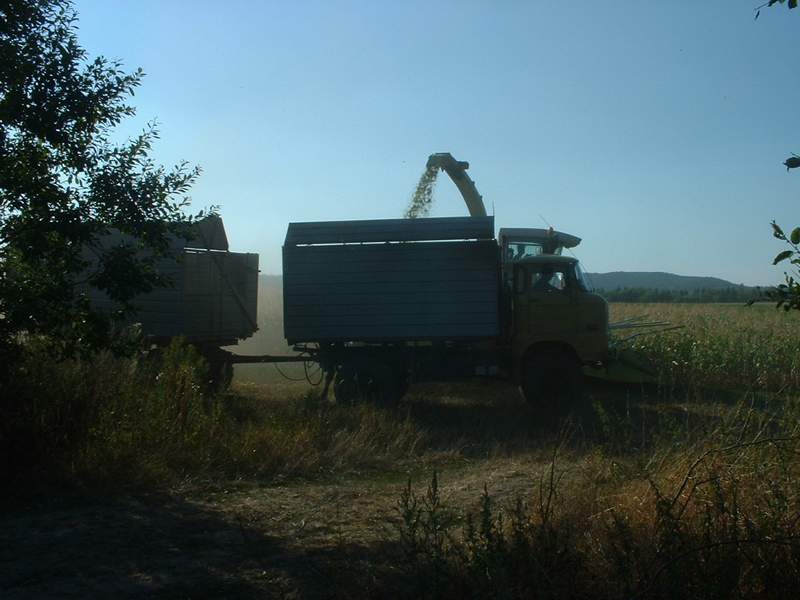 bilder/22_8_2003/jaguar_w50.jpg