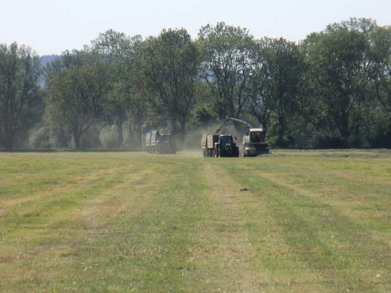 bilder/25_5_2012/CIMG8417.jpg