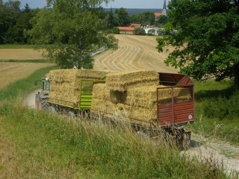 IMGP0813.jpg