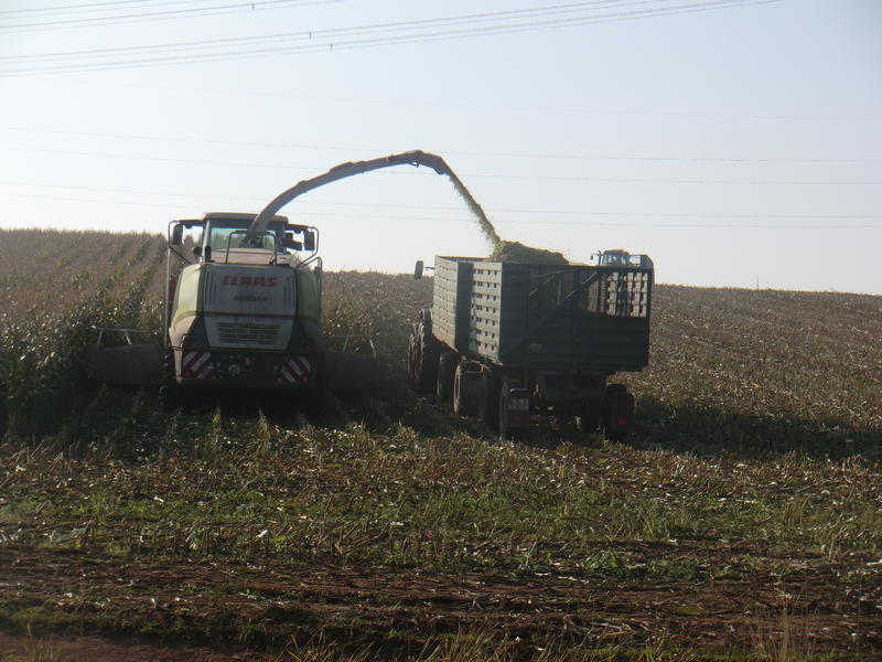 bilder/28_8_2002/xerion_7.jpg