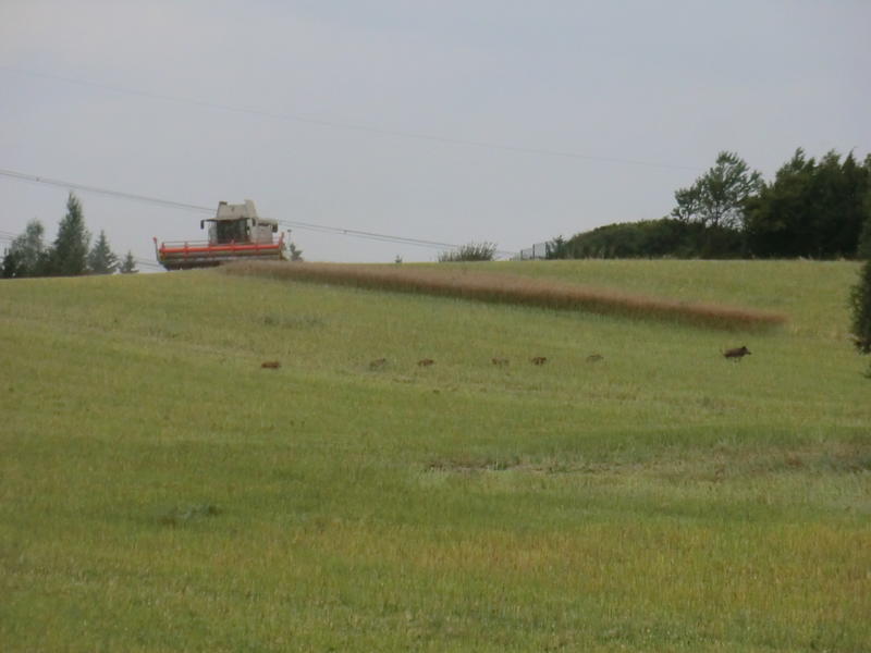 bilder/8_8_2013/CIMG8752.jpg